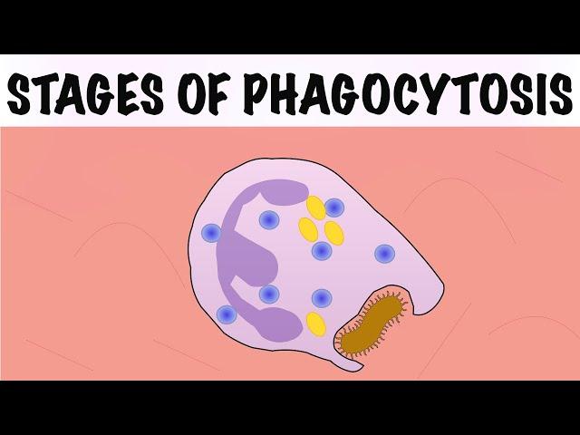 STAGES OF PHAGOCYTOSIS