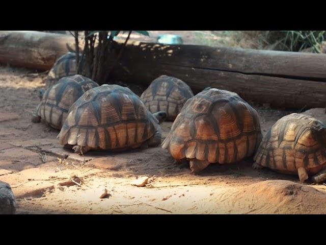 Thank you for supporting Hope for Tortoises