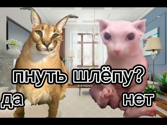 ШЛЁПА VS БИНГУС