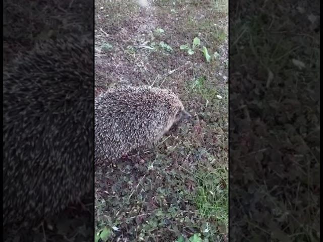 Little Hedgehog.Маленький ежик