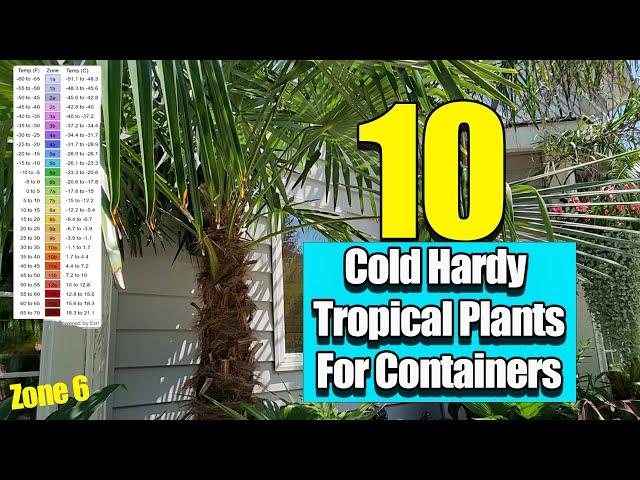 Cold Hardy Tropical Plants For Containers || Tropicals You Can Leave Outside Most of The Year Zone 6