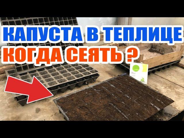 Капуста в теплице ! Когда сеять рассаду капусты