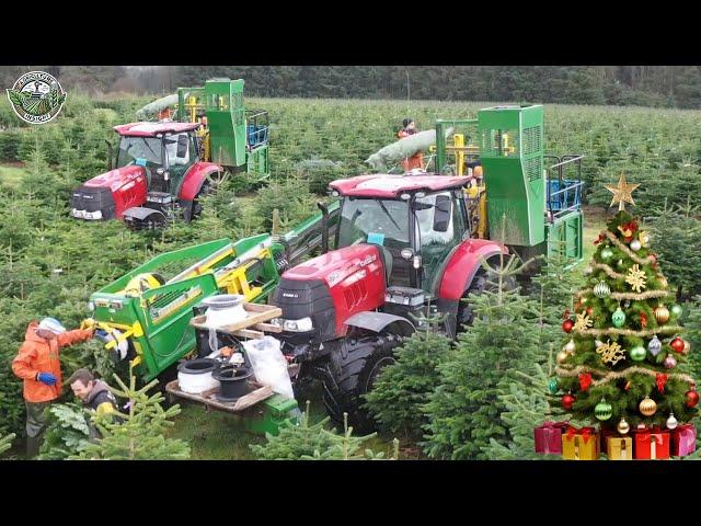 36 Million Christmas Trees Are Harvested In America This Way | Agriculture Technology