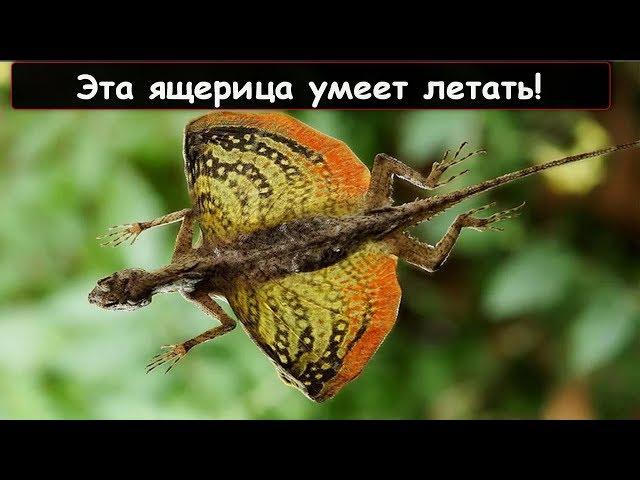 10 самых удивительных ящериц в мире!