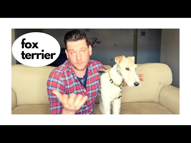 This Dog Means business (Fox Terrier Review)