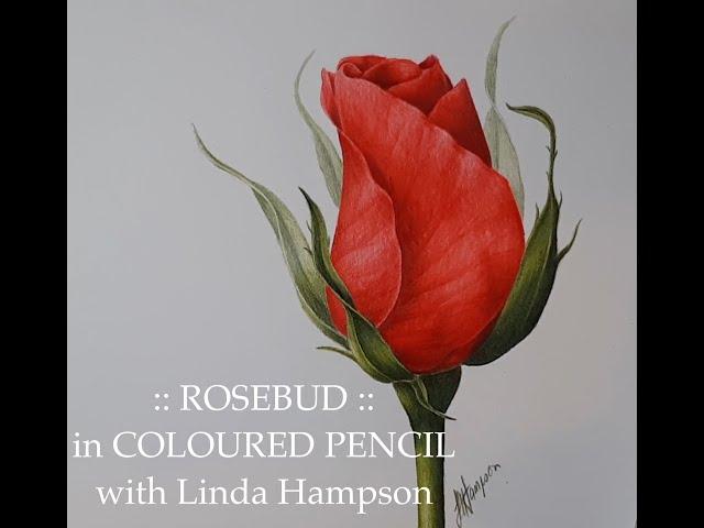 Full length tutorial of 'Rosebud' Botanical Coloured Pencil Drawing with Linda Hampson