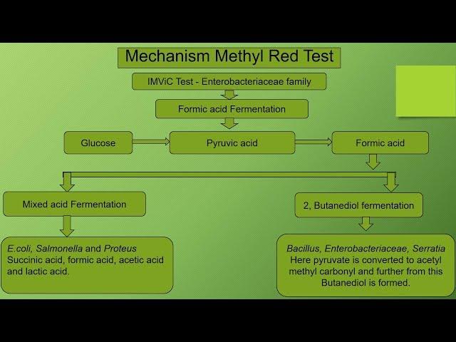 Methyl Red Biochemical test - IMViC