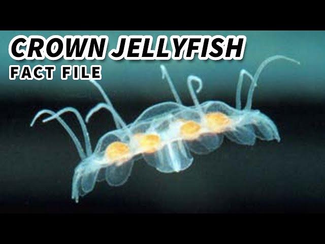 Crown Jellyfish Facts: the ROYAL JELLYFISH | Animal Fact Files