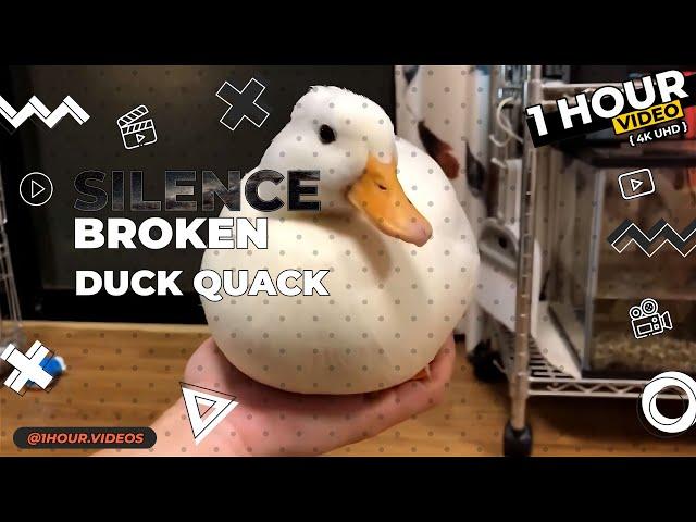 Duck Quack - 1 Hour - 4k - Silence Broken