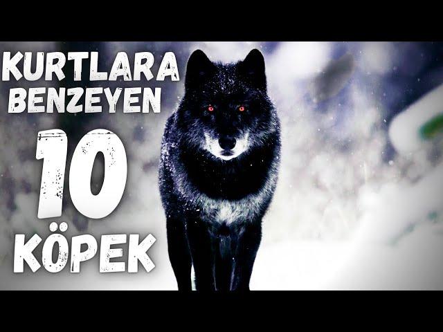 Dünyada KURTLARA BENZEYEN EN BÜYÜK 10 KÖPEK CİNSİ ( SİYAH , ALFA , GRİ BOZ KURT ) #köpek #wolf #kurt