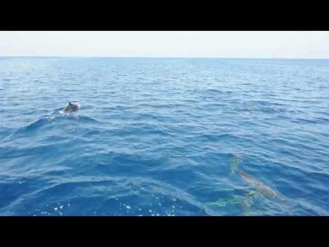 Spinner dolphins