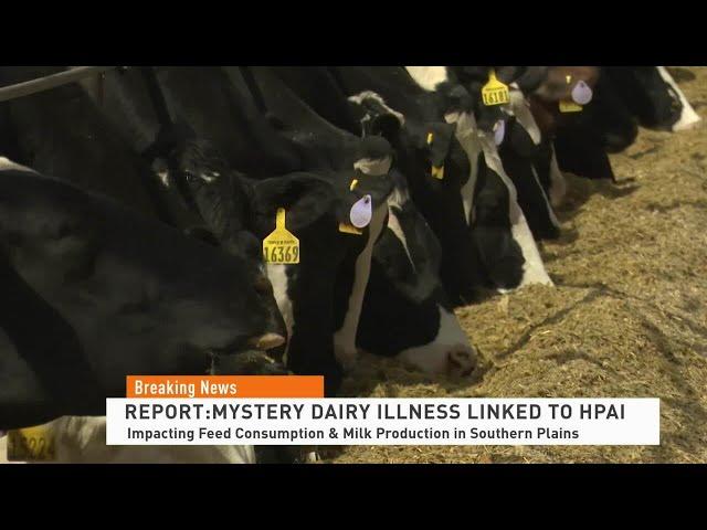 Mysterious Dairy Illness Tied to HPAI | Currently Hitting Feed & Milk Production in Sothern Plains