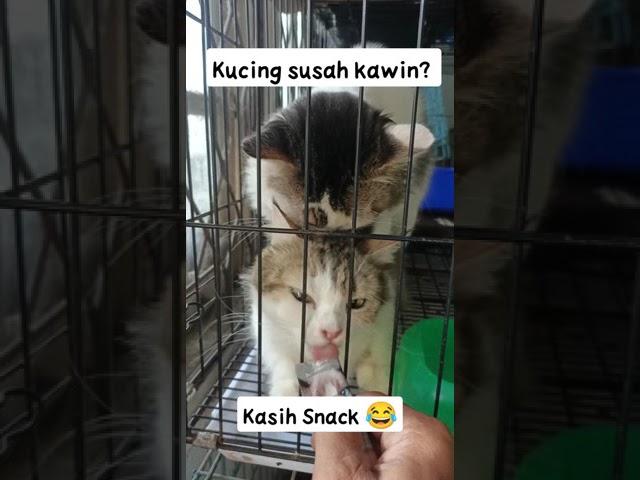 MUDAHNYA MENGAWINKAN KUCING #kucing #cat #kucingkawin #pacak #short #shorts