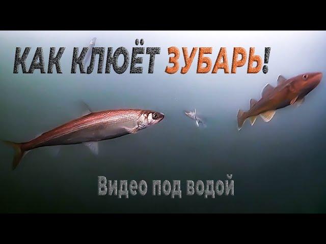 Как клюёт зубарь! Подводное видео на севере Сахалина, на заливе Помрь возле "Треноги". 10.01.2023