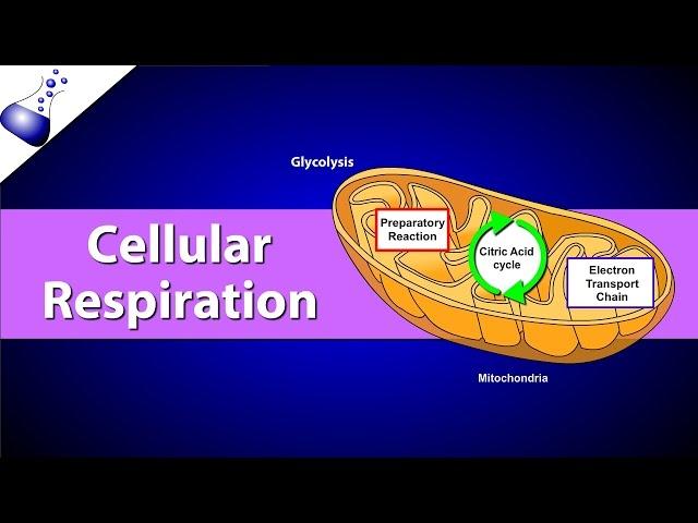 Cellular Respiration