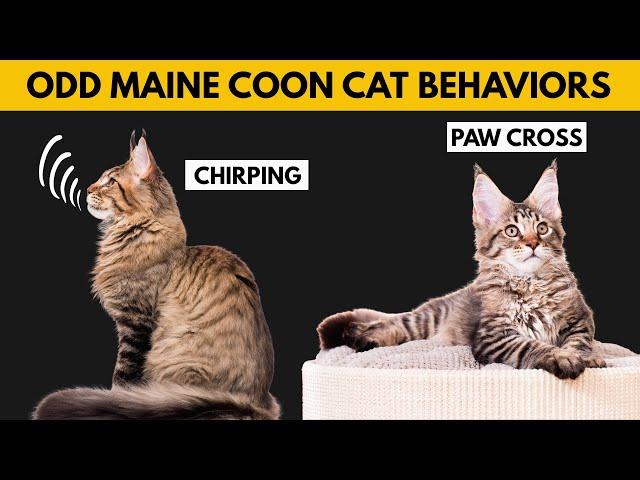 5 Odd Maine Coon Cat Behaviors Explained