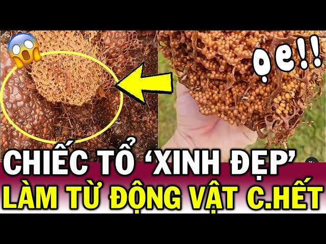 Sốc khi thấy CHIẾC TỔ LẠ, người phụ nữ NGỠ NGÀNG khi biết nó làm từ THỊT THỐI | Tin Việt Độc Lạ