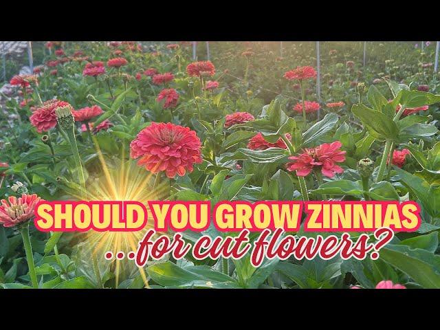 Why We LOVE Growing Zinnias on Our Flower Farm!