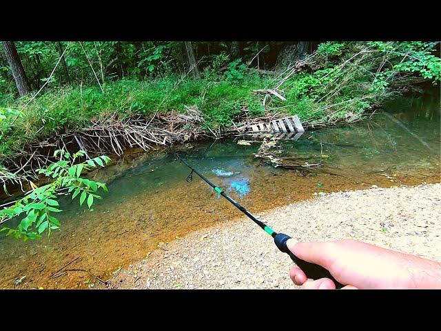 Action Packed!! Small Creek Fishing