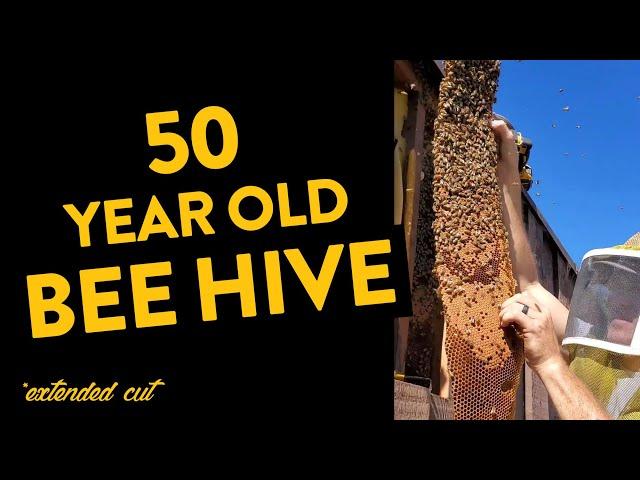 50 Year Old Bee Hive Living Inside Of Their Wall! *Extended Cut*