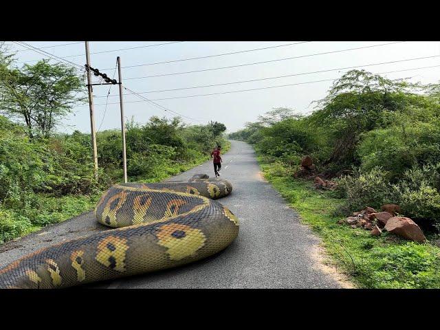Anaconda Snake 7 In Real Life HD Video | TB Films