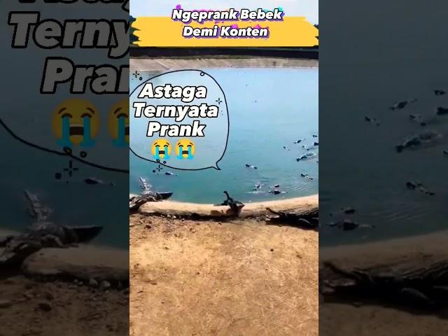 Ngeprank Bebek Di Kolam Buaya Demi Konten