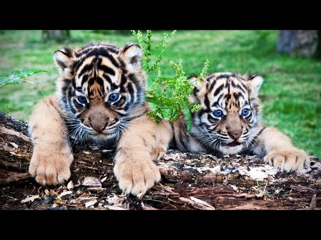 Cute Tiger Cubs Playing  Funny Tigers Playing [Funny Pets]