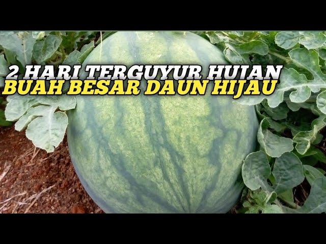 BUAH CEPAT BESAR DAN DAUN HIJAU SETELAH TERGUYUR HUJAN TERUS MENERUS