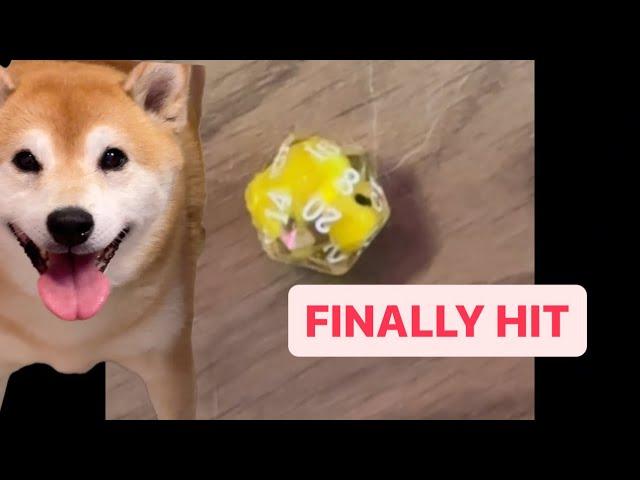 Shiba Fights Owner and Inner Demons Everyday