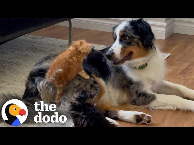 Dog Becomes Mama To A Litter Of Tiny Rescue Kittens | The Dodo