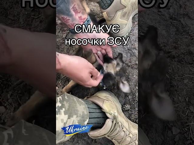 Цуценя смакує шкарпетки військового ЗСУ. A puppy tastes the socks of an AF soldier. #shorts