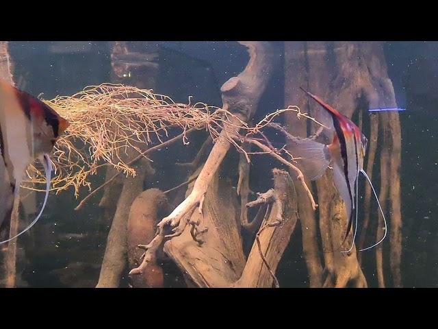 redback angelfish defending eggs pterophyllum sp. redback F1