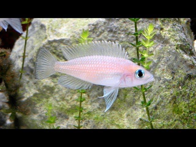 Lamprologus leloupi wild pair - Tanganyika shell dwellers - Muszlowce.pl