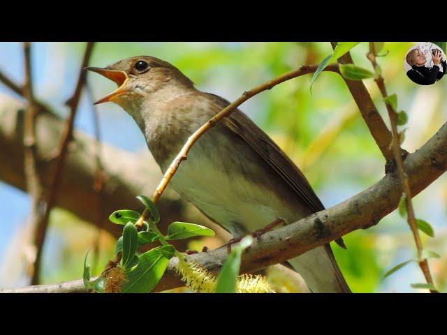 Nightingale sings very beautifully (Luscinia luscinia)