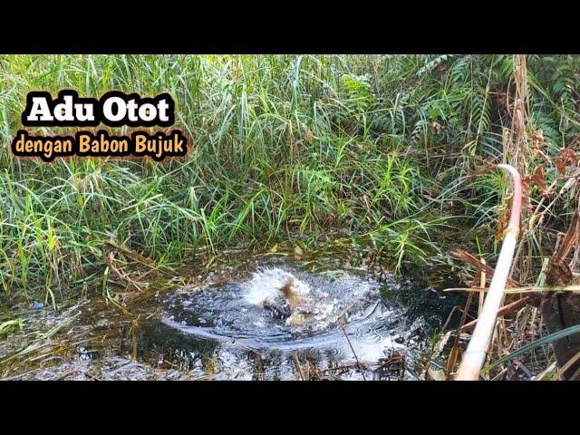 ADU OTOT ‼️ Gila Tarikan Ikan Bujuk Disini || Mancing Liar