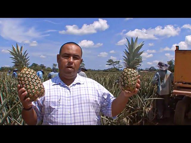 Voyage au pays de l'ananas