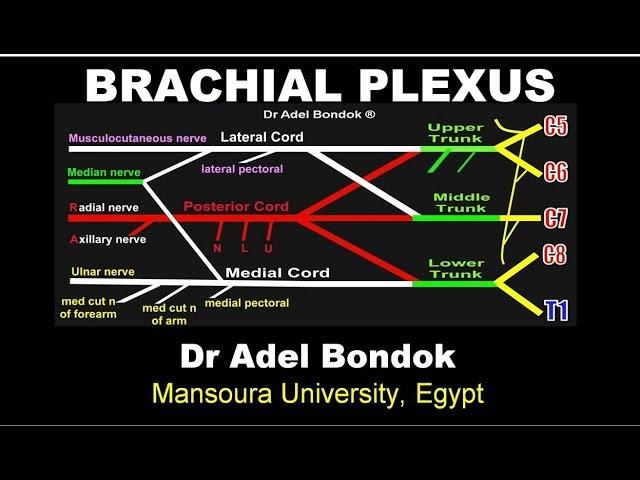 Brachial Plexus, Dr Adel Bondok