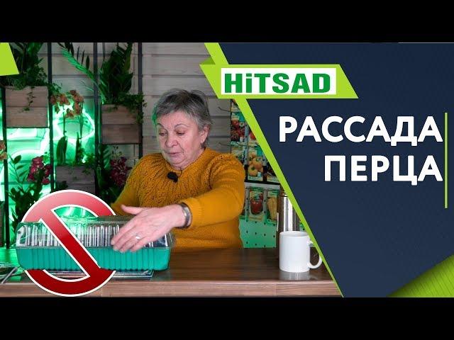 Ошибки которые убивают рассаду перца ️