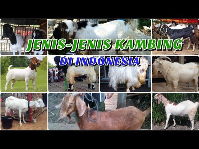 JENIS-JENIS KAMBING DI INDONESIA