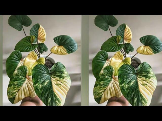 How to make Plant From Plastic Bag | Flower Crafts Ideas