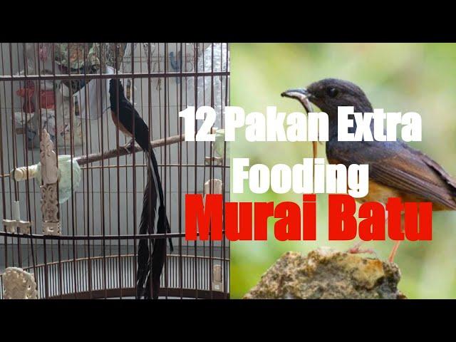 12 PAKAN EXTRA FOODING UNTUK BURUNG PEMAKAN SERANGGA, MURAI BATU?!