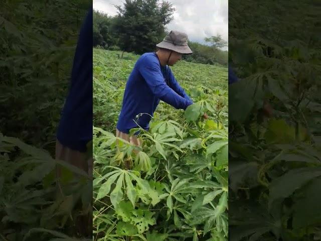 Just a farmer son#shortvideo