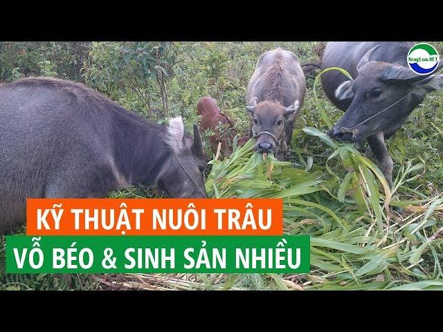 Hướng dẫn Kỹ thuật nuôi vỗ béo Trâu thịt, nuôi Trâu sinh sản hiệu quả