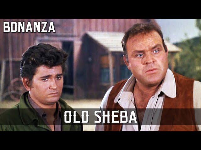 Bonanza - Old Sheba |  Episode 178 | TV Classic | Cult Western | Wild West | Cowboy