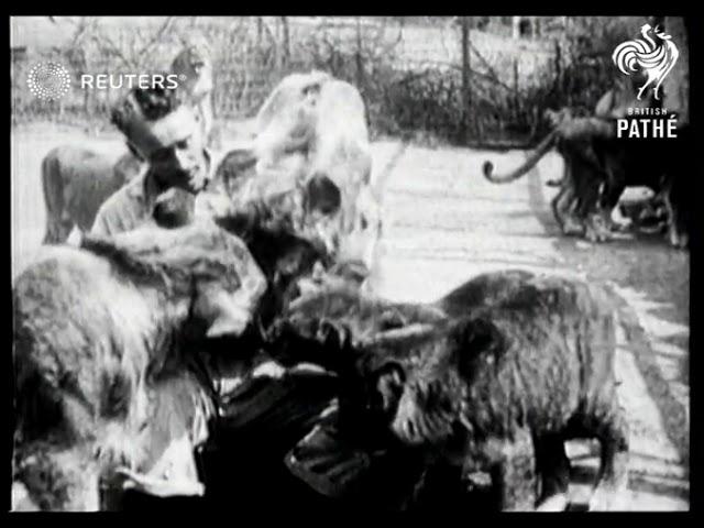 A lion farm in Los Angeles (1922)