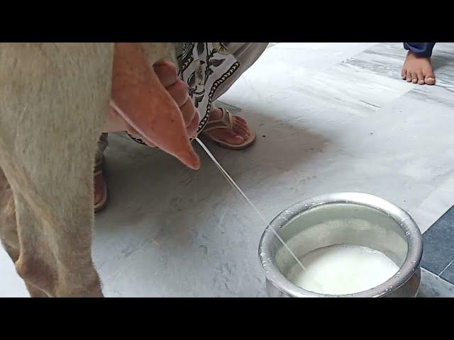 Goat Milking By Hand /village life vlog