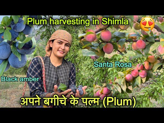 पहाड़ों में अपने बगीचे के पल्म (Plum) || Plum Farming || pahadi lifestyle Vlog || Girl from North