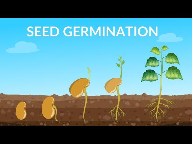 Seed Germination  | How Does A Seed Become A Plant