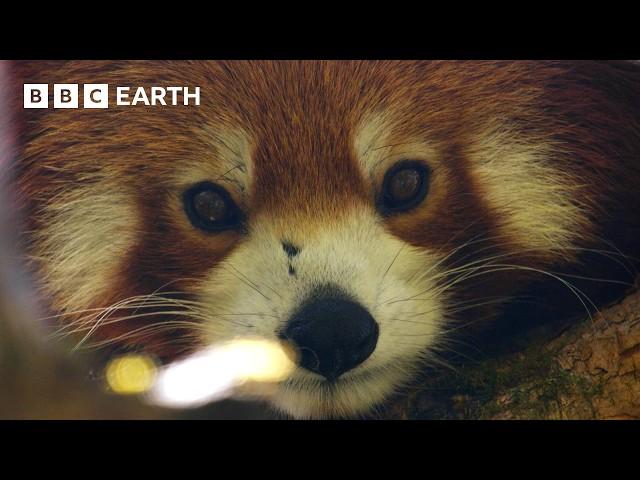 Filming the Adorable but Elusive Red Panda | The Making of Asia | BBC Earth