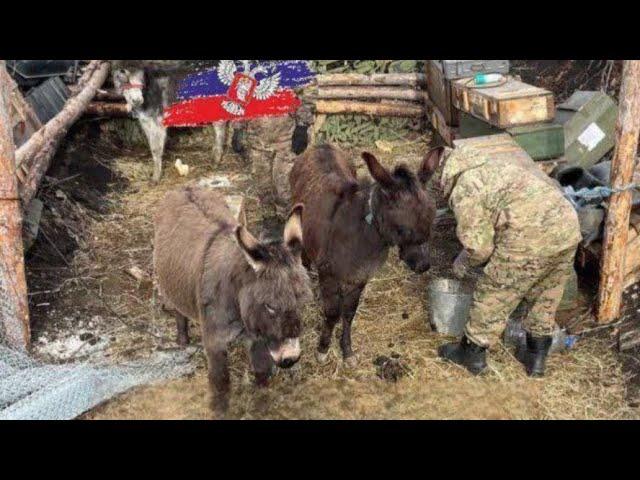 02.08.25 РЕПЛИКА С КОЛЕС: СЕНСАЦИЯ!!! СТАЛО ИЗВЕСТНО, ЗАЧЕМ У РОССИЯН НА ФРОНТЕ ПОЯВИЛИСЬ ОСЛЫ!